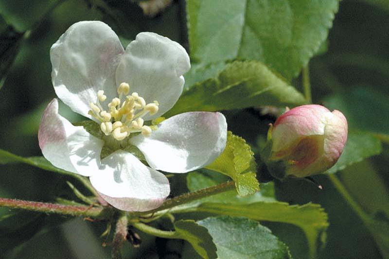 Яблоня относится к растениям. Яблоня Лесная Malus Sylvestris. Яблоня Лесная (Дикая) (Malus Sylvestris). Яблоня Лесная побег. Розоцветные яблоня.