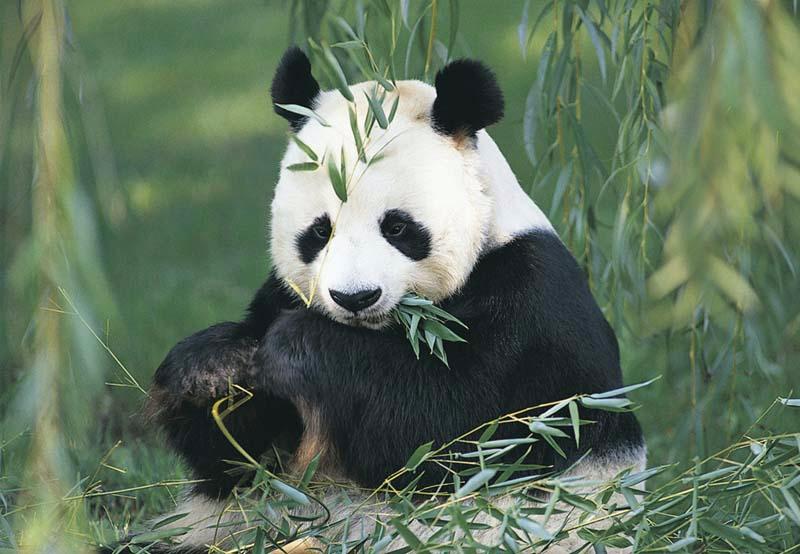 Panda.jpg