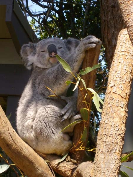 Koala.jpg