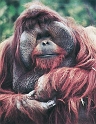 Orangutan